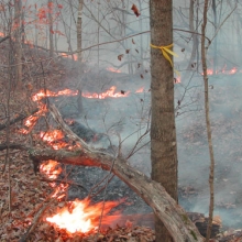 Prescribed burns scheduled for Yellow River State Forest this spring ...